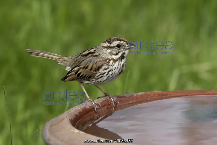 : Song Sparrow : Song Sparrow