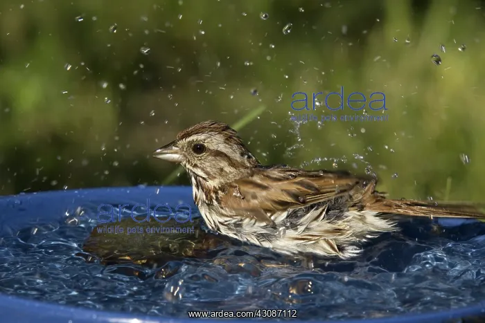 : Song Sparrow : Song Sparrow