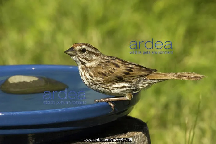 : Song Sparrow : Song Sparrow