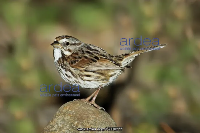 : Song Sparrow : Song Sparrow
