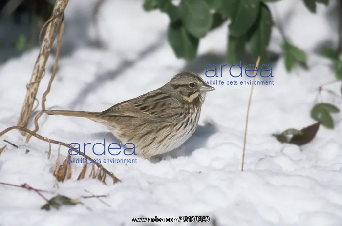 : Song Sparrow : Song Sparrow