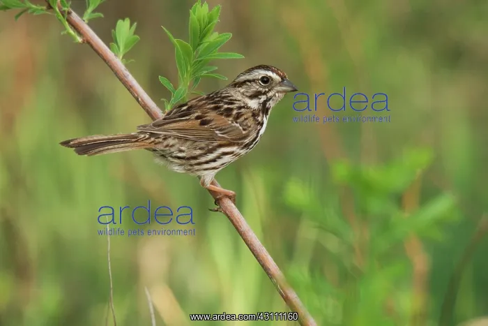 : Song Sparrow : Song Sparrow