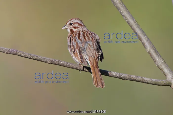 : Song sparrow : Song sparrow
