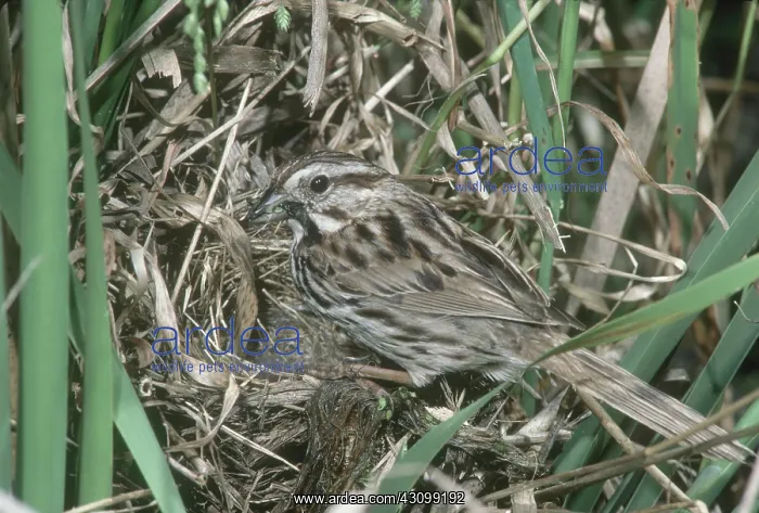 : Song Sparrow Feeding Chicks : Song Sparrow Feeding Chicks