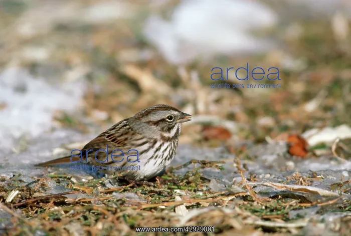 : Song Sparrow - feeding on icy ground : Song Sparrow - feeding on icy ground
