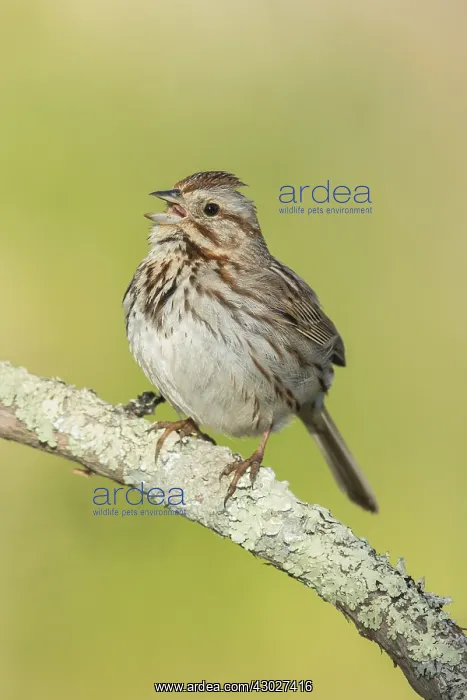 : Song Sparrow - Melospiza melodia - Perched in lichen : Song Sparrow - Melospiza melodia - Perched in lichen