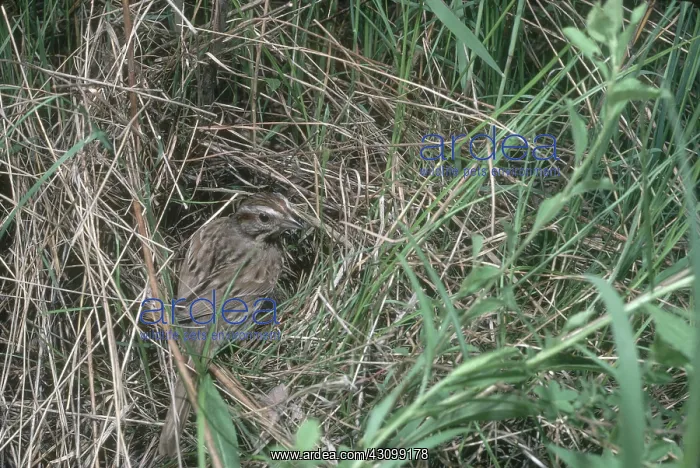 : Song Sparrow at Nest : Song Sparrow at Nest