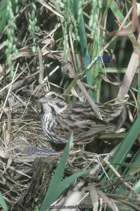 : Song Sparrow at Nest : Song Sparrow at Nest