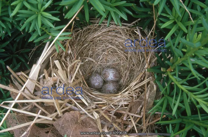 : Song Sparrow Nest with Eggs : Song Sparrow Nest with Eggs