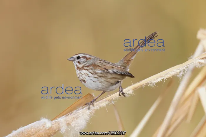 : Song Sparrow - pale race : Song Sparrow - pale race