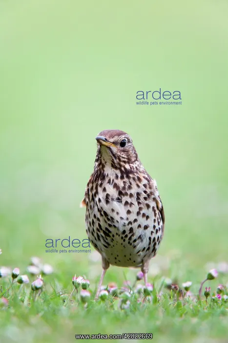 : Song Thrush : Song Thrush