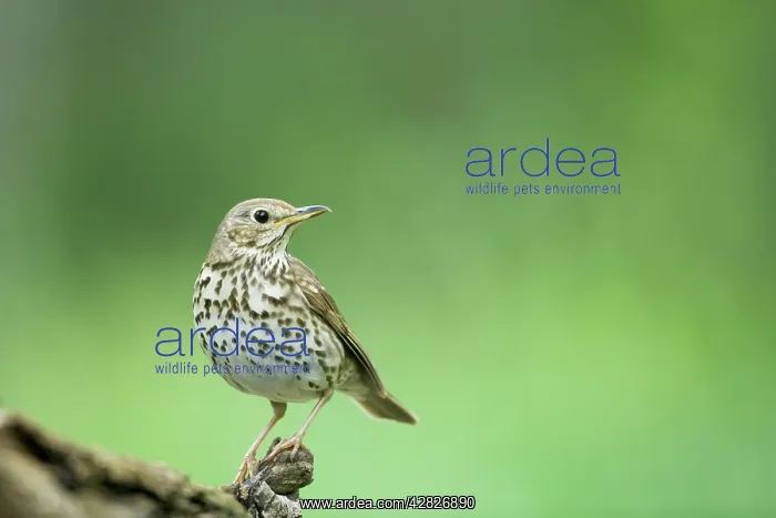  : Song Thrush