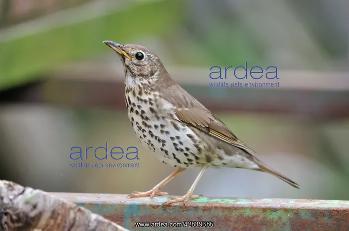 : Song Thrush : Song Thrush