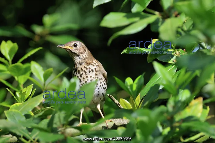 : Song Thrush : Song Thrush