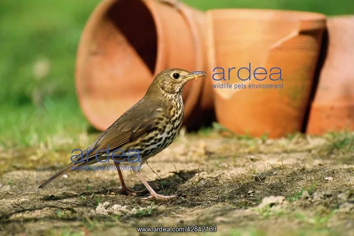 : Song THRUSH : Song THRUSH
