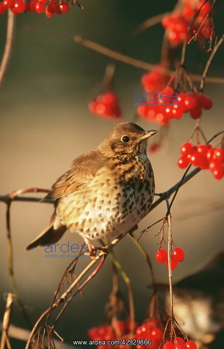 : Song THRUSH : Song THRUSH