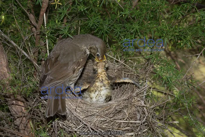 : Song Thrush : Song Thrush
