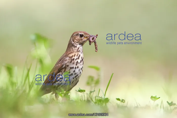 : Song Thrush : Song Thrush