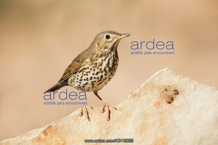 : Song Thrush : Song Thrush