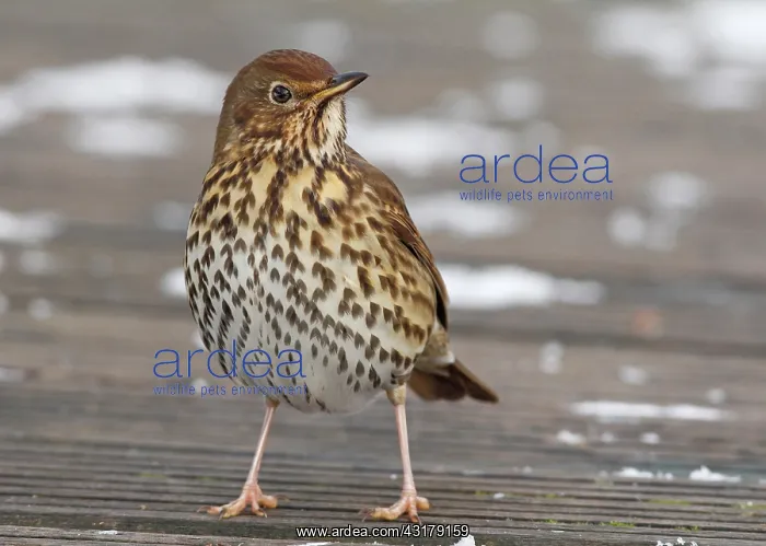 : Song Thrush : Song Thrush