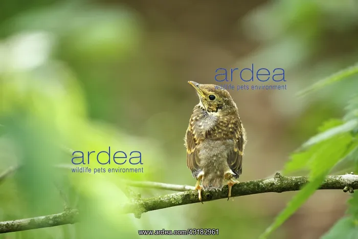 : Song Thrush : Song Thrush