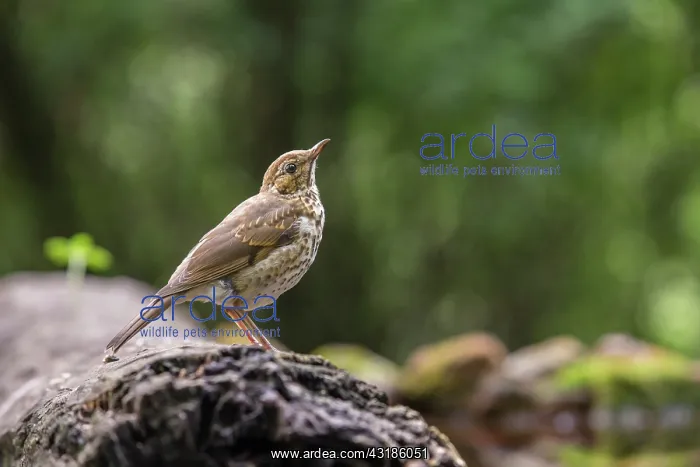 : Song Thrush : Song Thrush