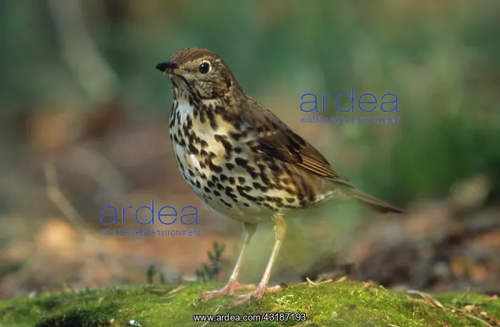 : Song Thrush : Song Thrush