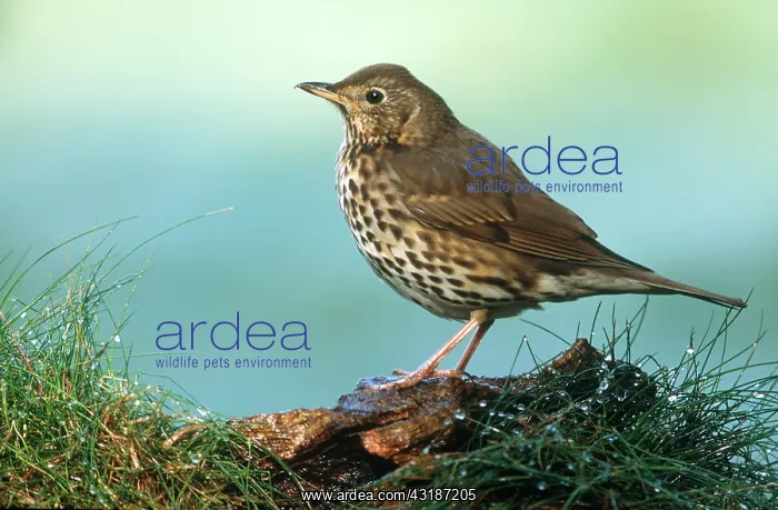 : Song Thrush : Song Thrush