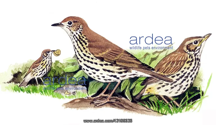 : Song Thrush : Song Thrush