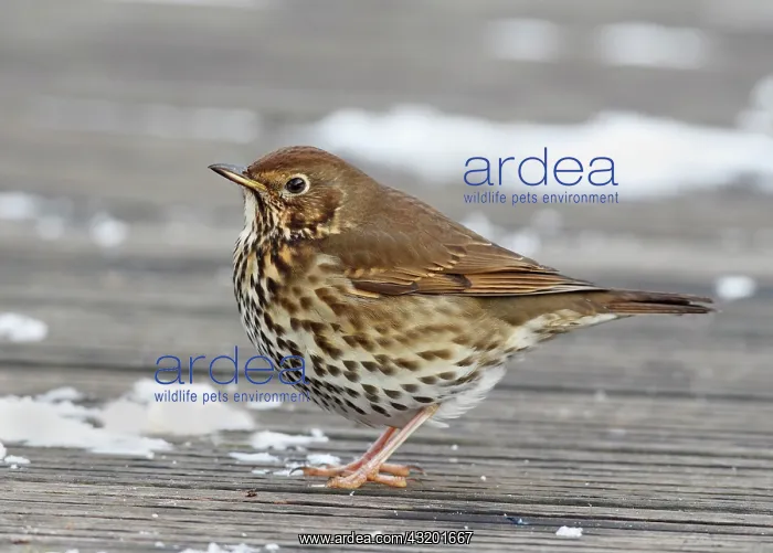 : Song Thrush : Song Thrush