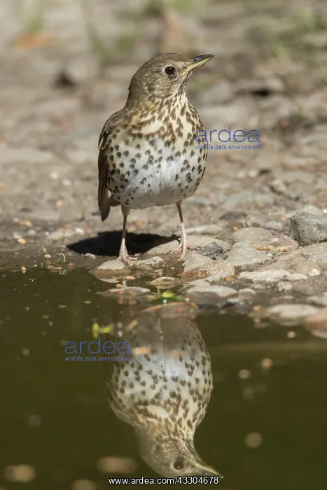: Song Thrush - adult trush standing at waters edge : Song Thrush - adult trush standing at waters edge