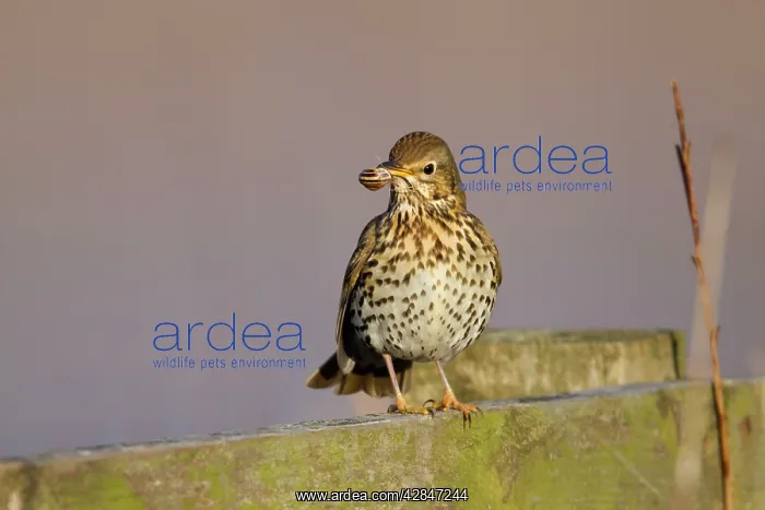 : Song Thrush - with a banded snail in mouth : Song Thrush - with a banded snail in mouth