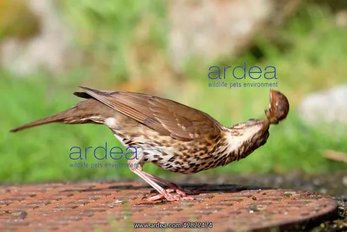 : Song Thrush - bashing a snail to break shell - : Song Thrush - bashing a snail to break shell -