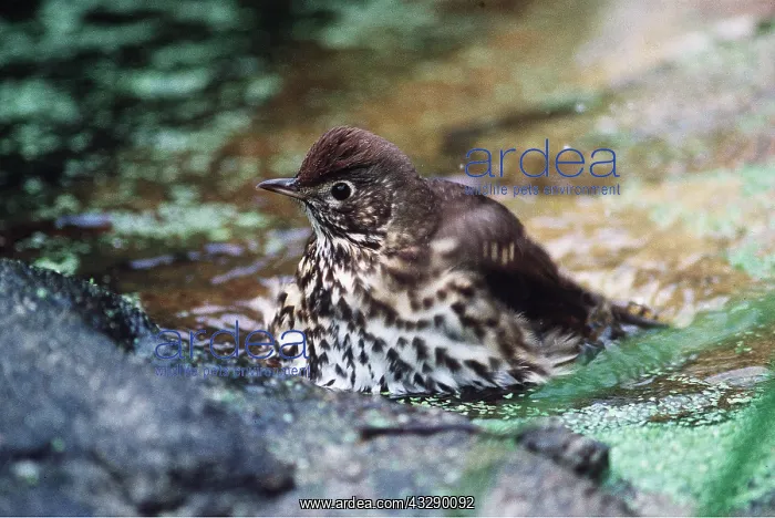 : SONG THRUSH - bathing : SONG THRUSH - bathing