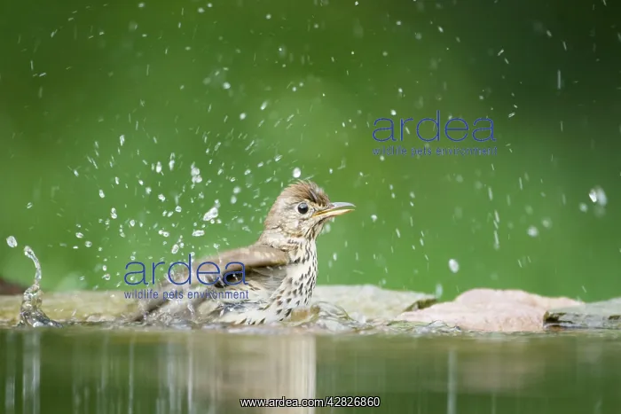 : Song Thrush - bathing in forest pool : Song Thrush - bathing in forest pool