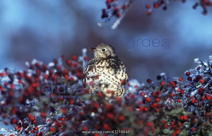 : SONG THRUSH - in berry tree : SONG THRUSH - in berry tree
