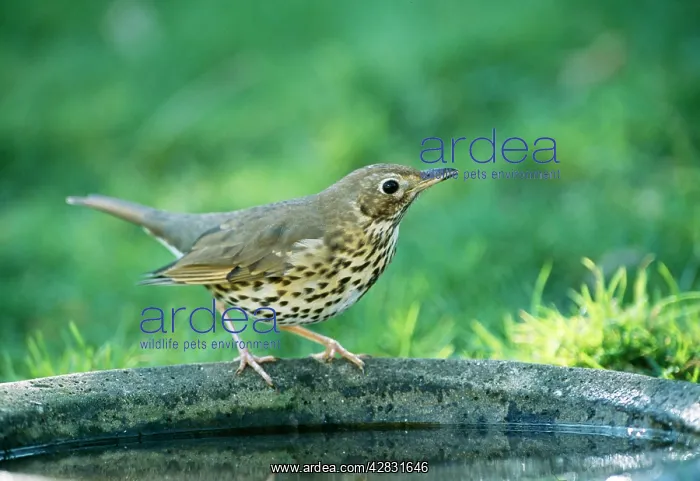 : Song THRUSH - on bird bath : Song THRUSH - on bird bath