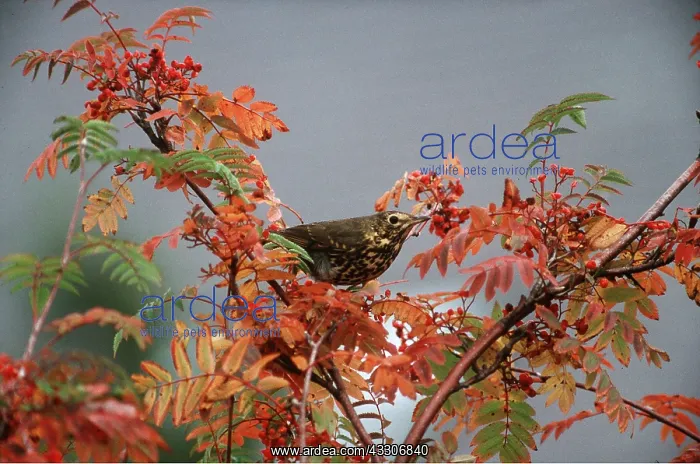 : SONG THRUSH - on bush with berries : SONG THRUSH - on bush with berries