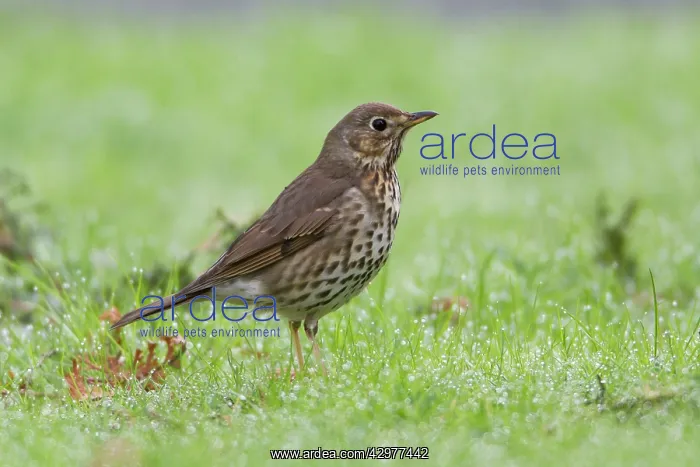 : Song Thrush - on dew covered lawn : Song Thrush - on dew covered lawn