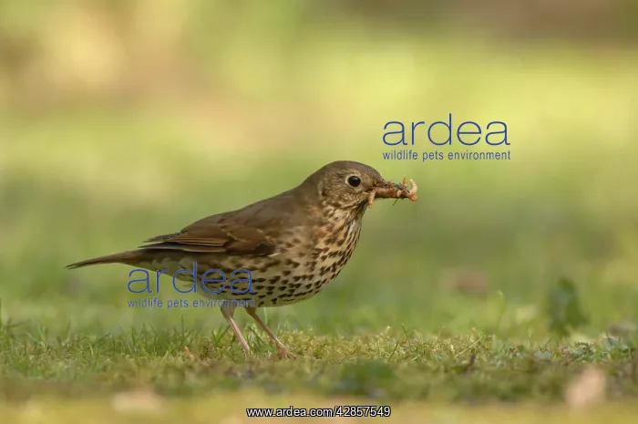 : Song Thrush - eating worm : Song Thrush - eating worm