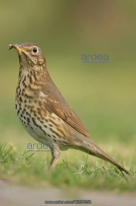 : Song Thrush - eating worm : Song Thrush - eating worm