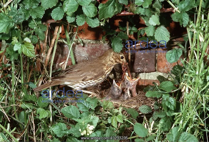 : SONG THRUSH - feeding young at nest : SONG THRUSH - feeding young at nest