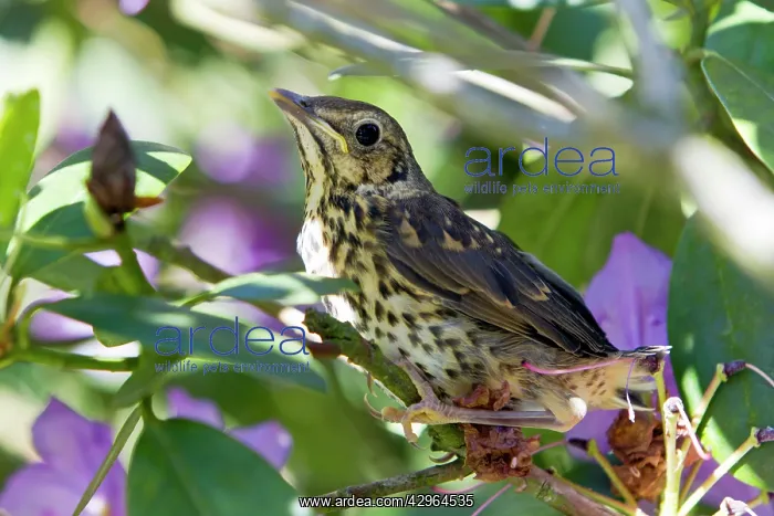 : Song Thrush - fledgeling perched in Rhododendron : Song Thrush - fledgeling perched in Rhododendron