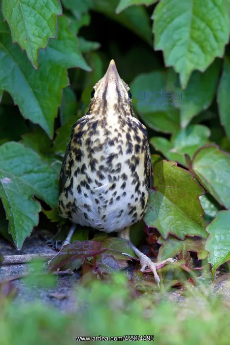 : Song Thrush - fledgeling sky pointing - in garden : Song Thrush - fledgeling sky pointing - in garden