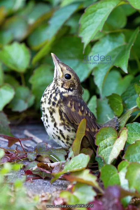 : Song Thrush - fledgeling sky pointing - in garden : Song Thrush - fledgeling sky pointing - in garden