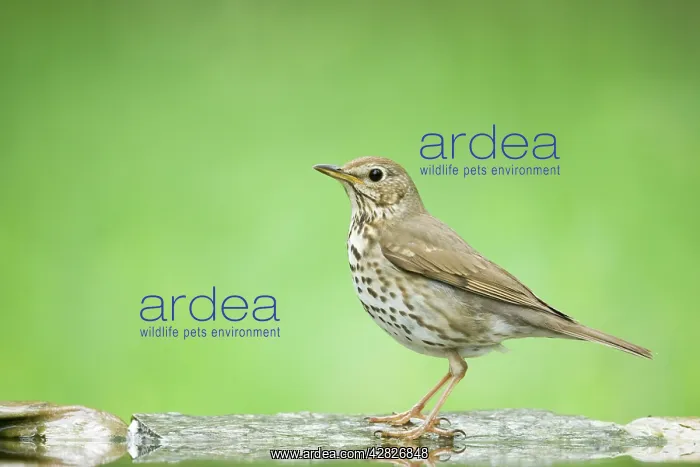 : Song Thrush - at forest pool : Song Thrush - at forest pool