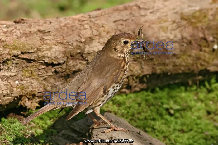  : Song thrush - gathering mud and nest material