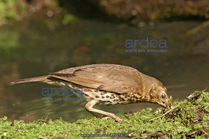 : Song thrush - gathering nest material and showing : Song thrush - gathering nest material and showing
