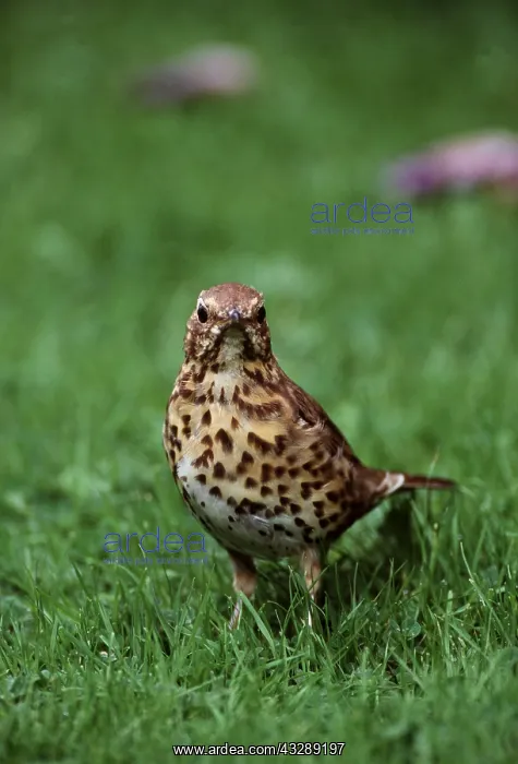 : SONG THRUSH - in grass, close-up : SONG THRUSH - in grass, close-up