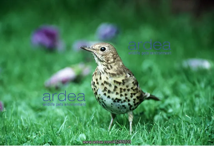 : SONG THRUSH - in grass, close-up : SONG THRUSH - in grass, close-up